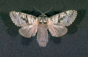 File:Acossus populi.jpg