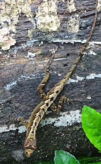 File:Anolis marsupialis.png