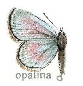 File:Aopalina.jpg