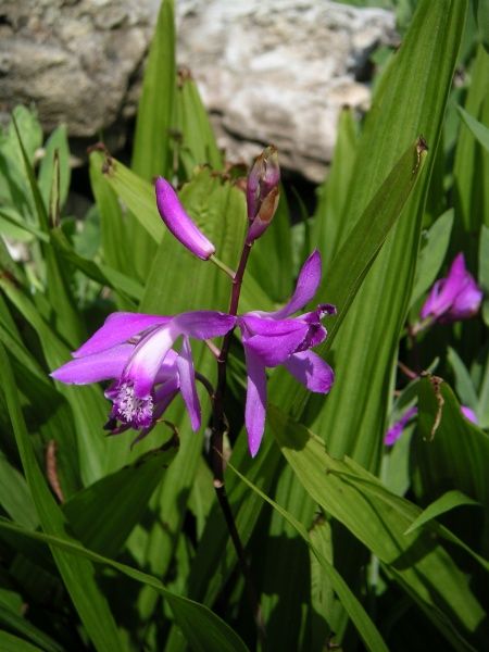 File:Bletilla striata 1.jpg