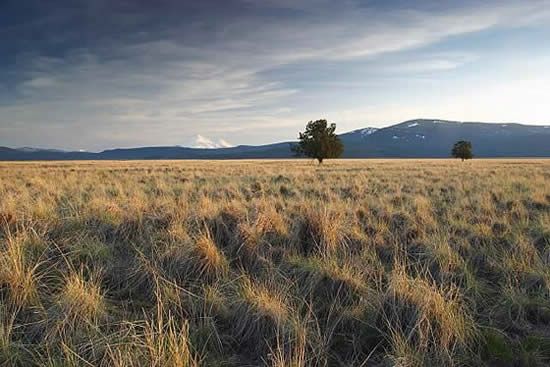 File:ButteValley twotrees.jpg