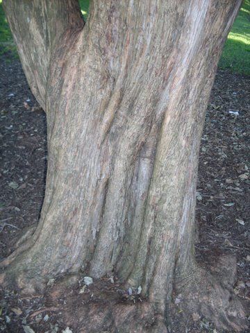 File:Choricarpia leptopetala - trunk.JPG