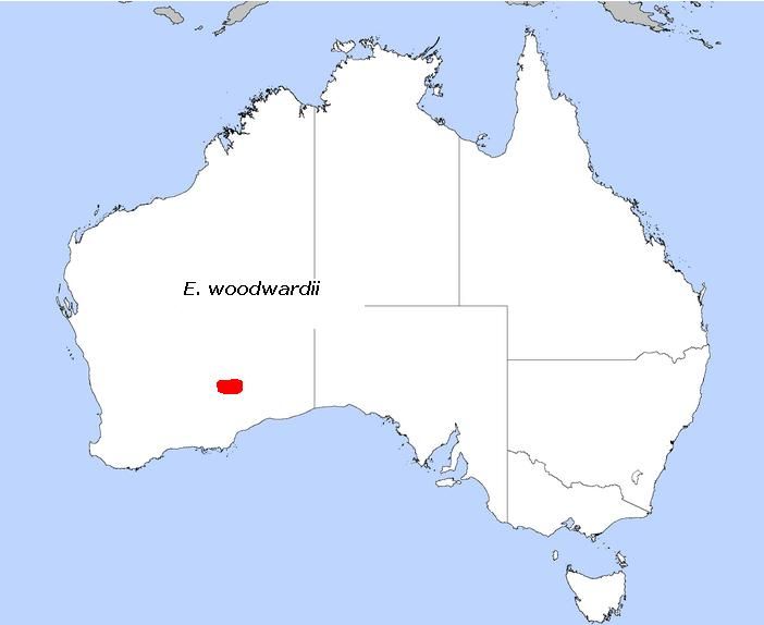 File:E. woodwardiii.JPG