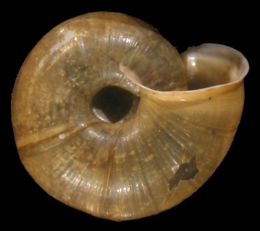 File:Elona quimperiana shell 3.jpg