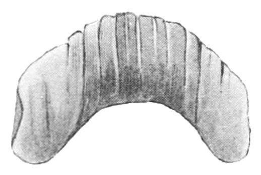 File:Geomalacus maculosus jaw.jpg