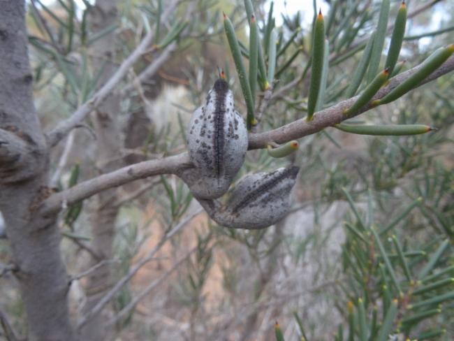 File:Hakea pendens.jpg