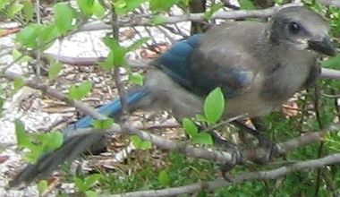 File:Juvenile Florida scrub jay 02.jpg