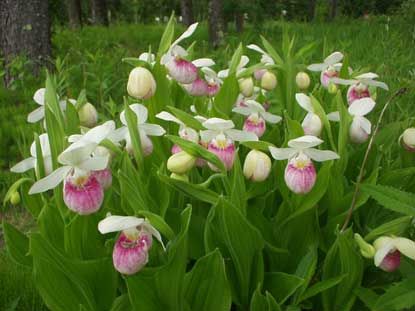 File:MNLadyslipper.jpg