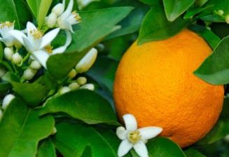 File:Orange Blossom Flower.jpg