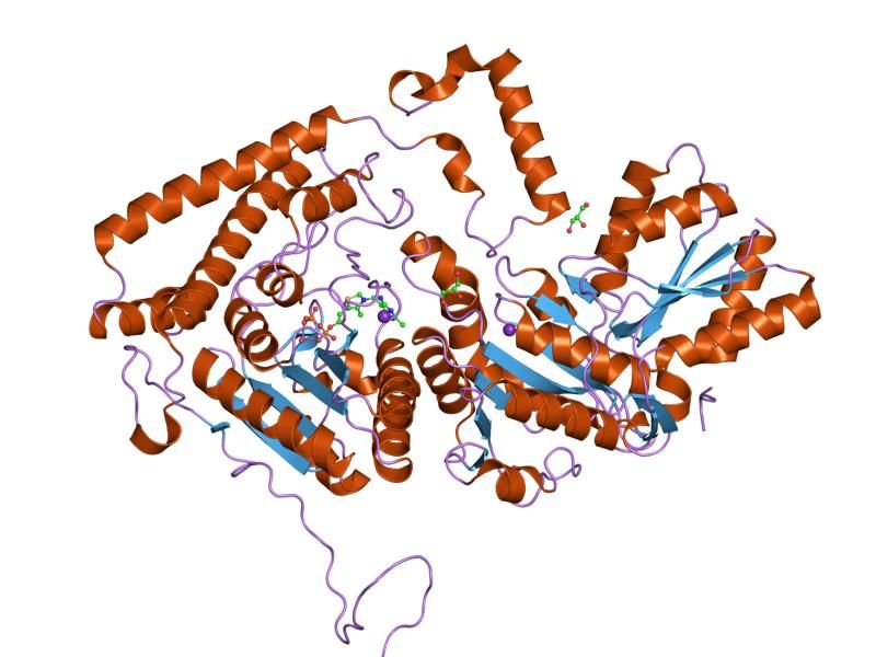 File:PDB 1olx EBI.jpg