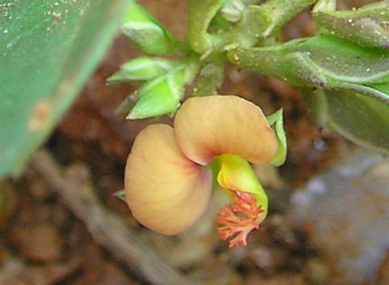 File:Polygala chinensis (10886975993).jpg