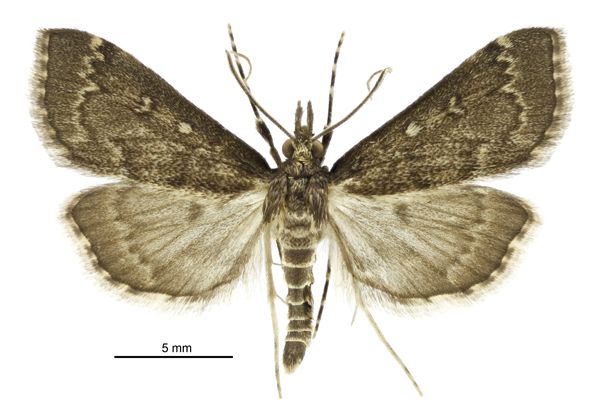 File:Proternia philocapna male.jpg