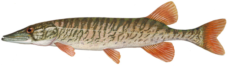 File:Redfin pickerel (Duane Raver).png