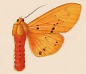 File:Spilarctia eldorado female.JPG