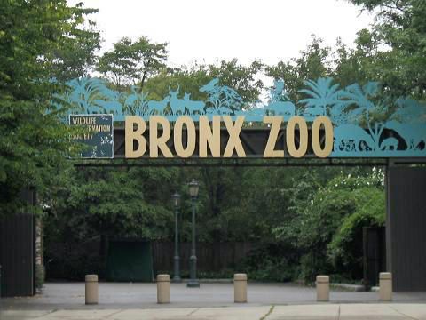 File:Stavenn Bronx Zoo 00.jpg