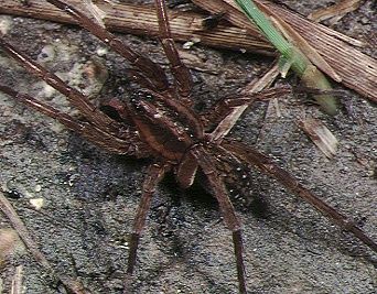 File:Trochosa.aquatica.male.-.tanikawa.jpg