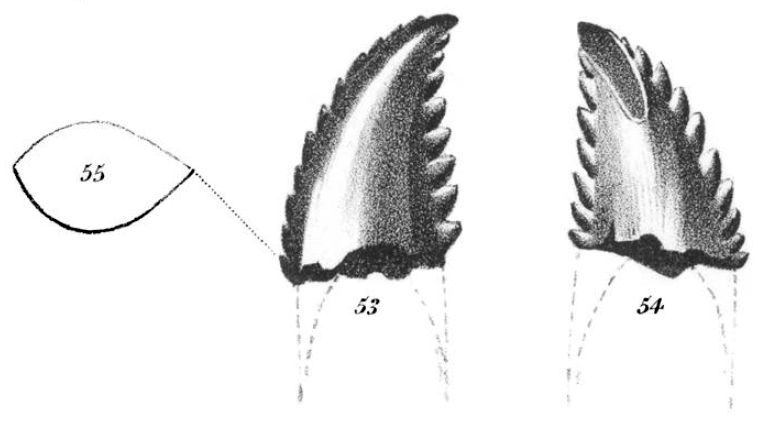 File:Troodon formosus.jpg