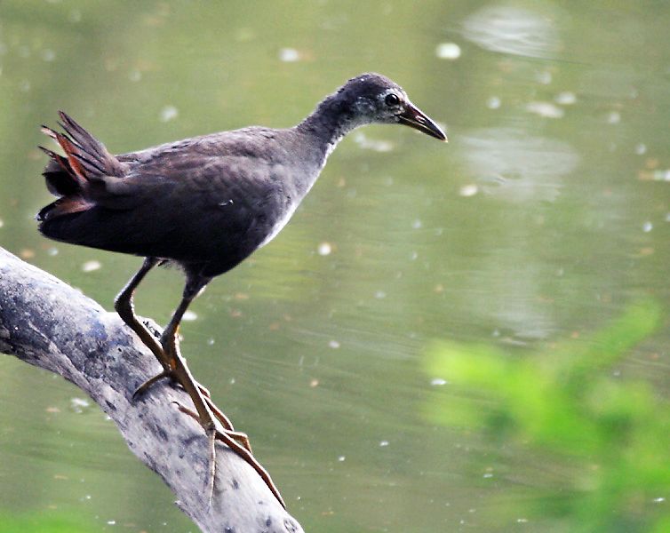 File:White-breasted Waterhen (Immature) I Picture 171.jpg