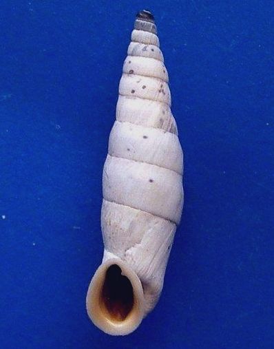 File:Albinaria caerulea 001.jpg