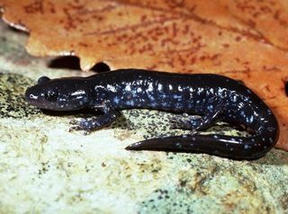 File:Ambystoma laterale.jpg