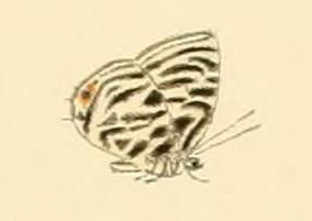 File:Anthene lamias.JPG