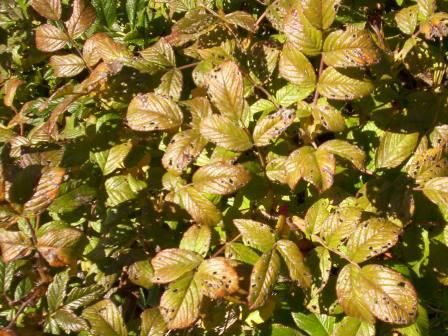 File:Anthracnose on Rosa rugosa.jpg