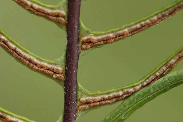 File:Blechnum.spicant.2.jpg