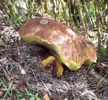 File:Boletus loyo 510578.jpg