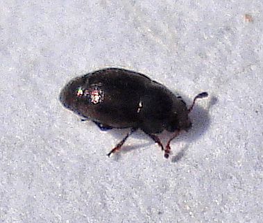 File:Coleoptera - Brachypterus sp? (2794450962).jpg