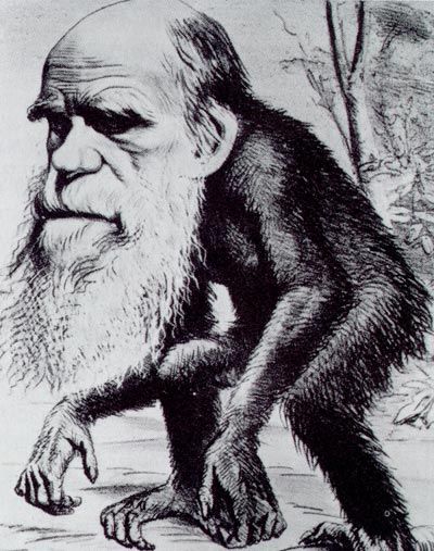 File:Darwin ape2.jpg