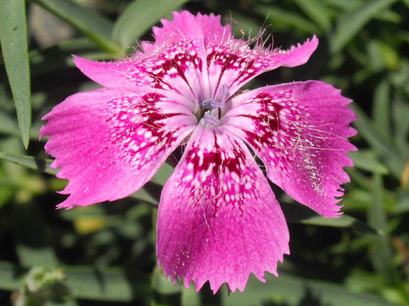 File:Dianthus callizonus 1.JPG