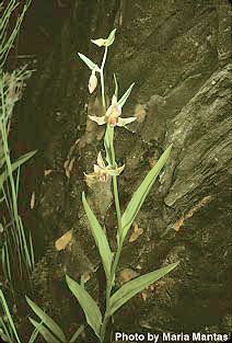 File:Epipactis-gigantea3web.jpg