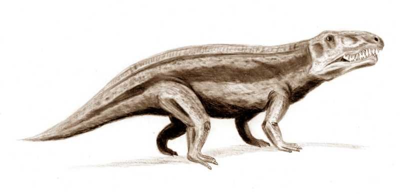 File:Erythrosuchus BW.jpg