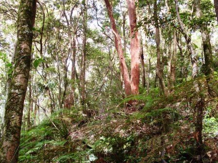 File:Forest - Angophora.JPG