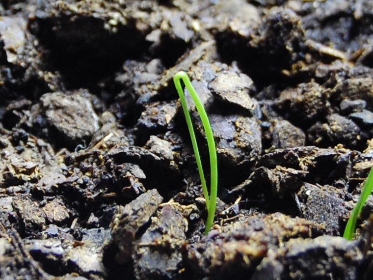 File:Germinating scallion.jpg