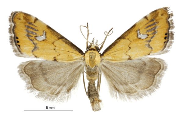 File:Glaucocharis lepidella male.jpg