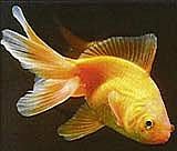 File:Goldfisch 1.jpg