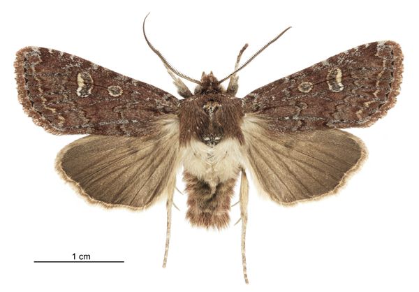 File:Graphania agorastis male.jpg