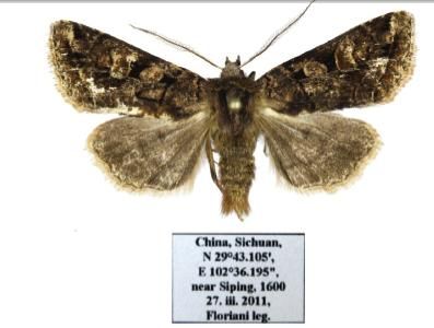 File:Harutaeographa shui male.JPG