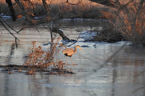 File:Ice heron.jpg