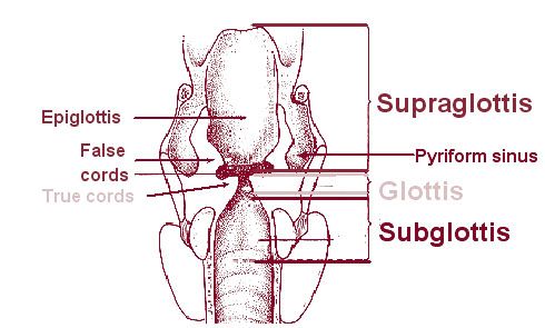 File:Illu07 larynx01.jpg