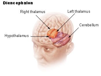 File:Illu diencephalon.jpg