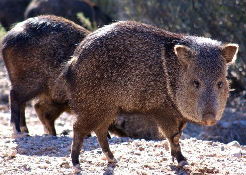 File:Javelina.jpg