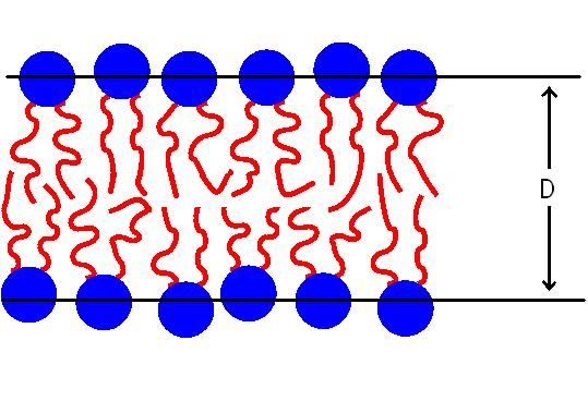 File:Lipid bilayer fluid.JPG