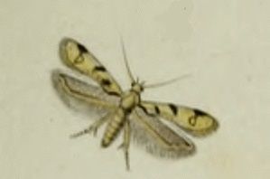 File:Mesophleps oxycedrella.jpg