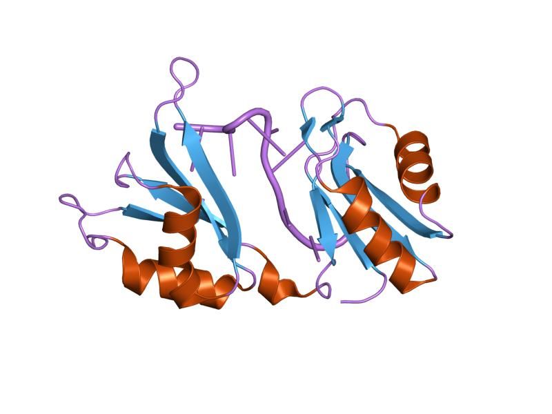 File:PDB 1fxl EBI.jpg