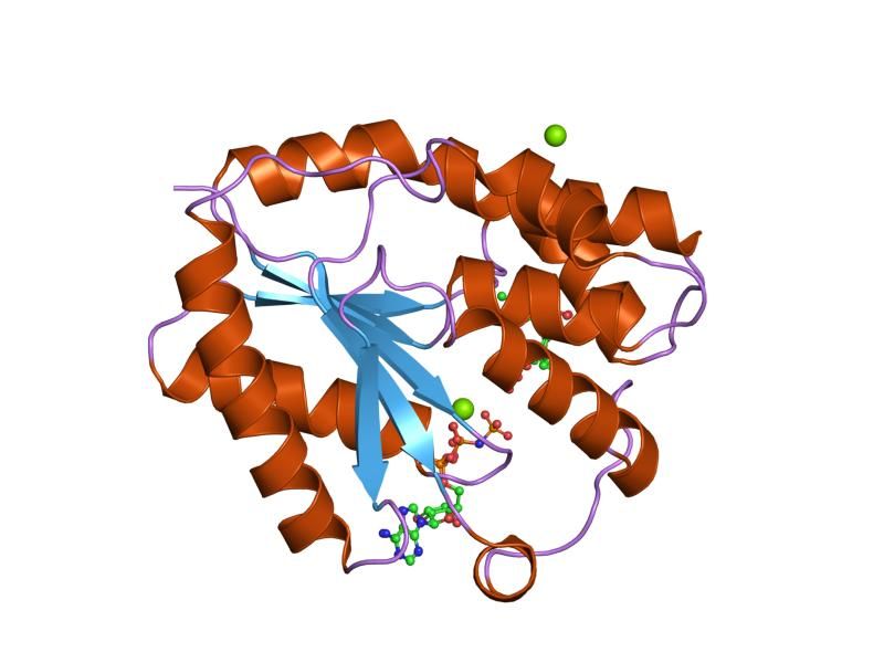 File:PDB 1nmy EBI.jpg