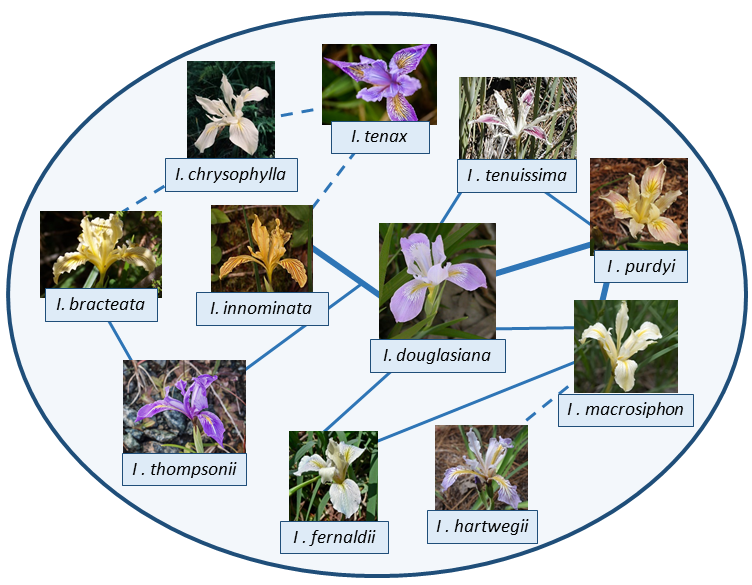 File:Pacific iris syngameon.png