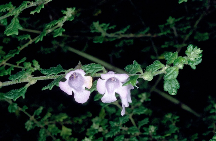 File:Prostanthera rugosa.png