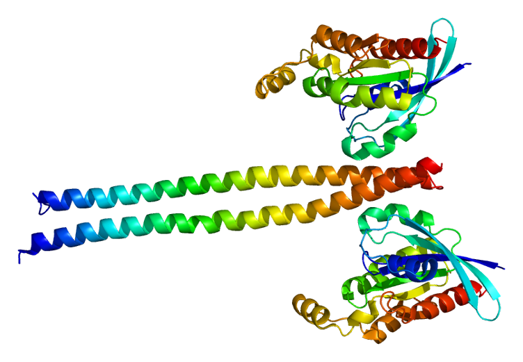 File:Protein ROCK1 PDB 1s1c.png